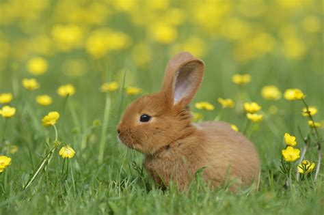 An Overview Of Rabbit Fur Colors And Patterns