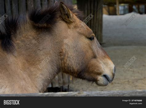 Przewalski Wild Horse Image & Photo (Free Trial) | Bigstock