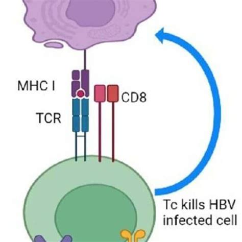 The Role Of Cytotoxic T Cell In Hepatitis B Virus Infection Download