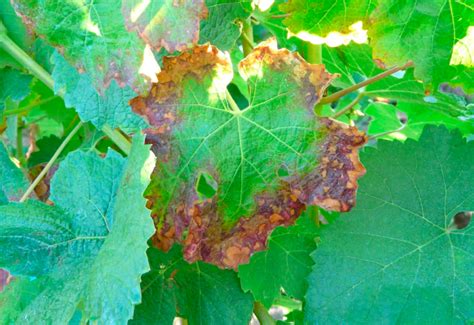 botrytis sintomas  control en vid coarval