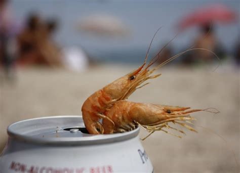 Shrimp Meme
