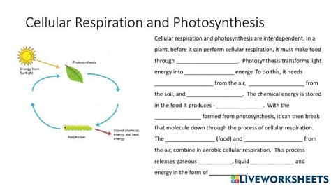 Key Photosynthesis Respiration Review Worksheet Photosynthesis