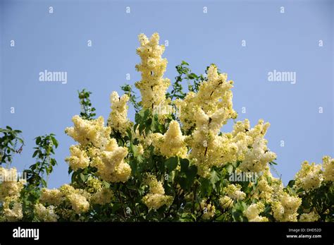 Yellow Flowering Lilac Stock Photo Alamy