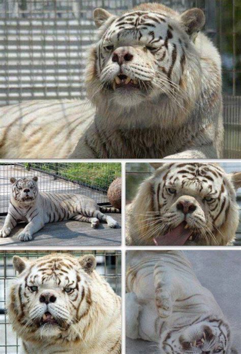 14 best images about Kenny the Down Syndrome Tiger on Pinterest ...