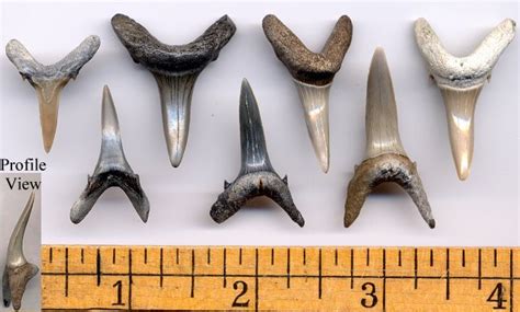 Shark Tooth Identification Chart