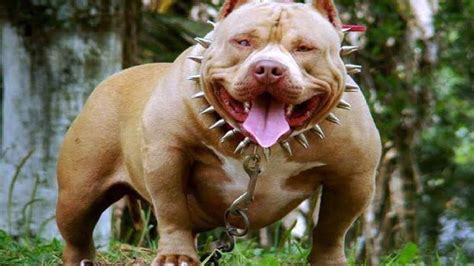 25 Most Dangerous Dog Breeds Youtube