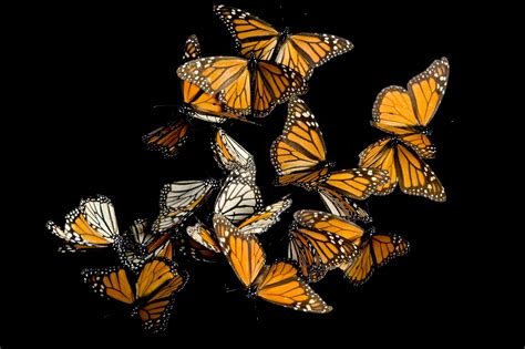 Monarch butterfly, facts and photos