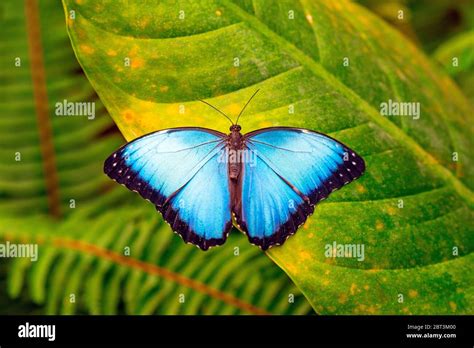 Butterfly Blue Morpho Morpho Menelaus Brazil Hi Res Stock Photography