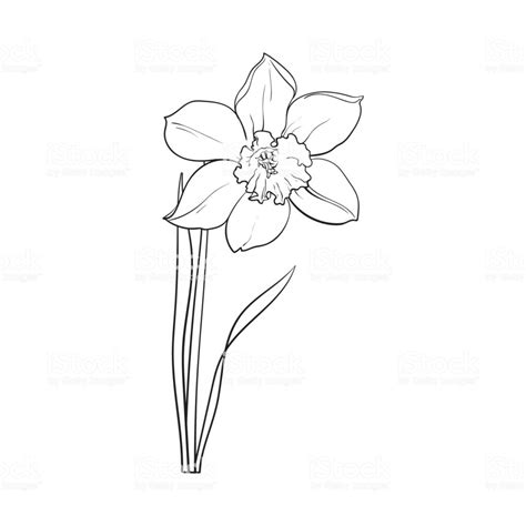 Daffodil Line Drawing at PaintingValley.com | Explore collection of ...