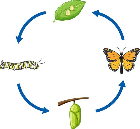 Insect Life Cycle Vector Art Icons And Graphics For Free Download