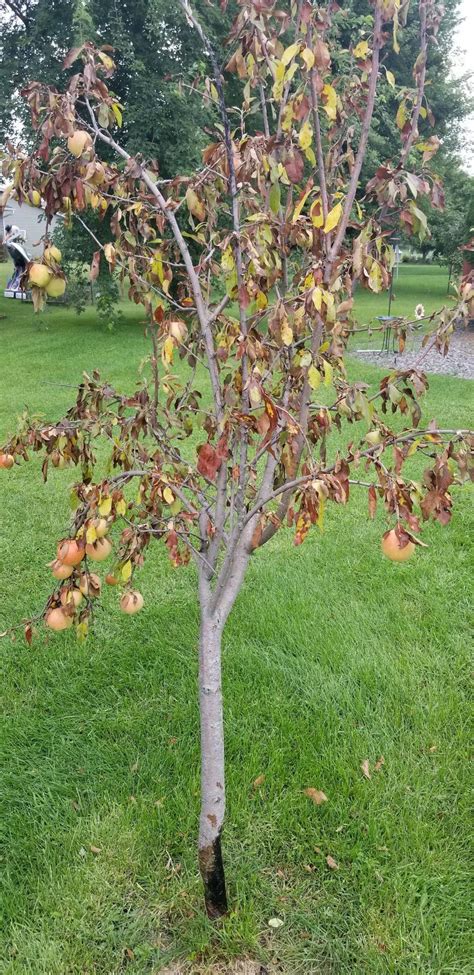 Apple Tree Bark