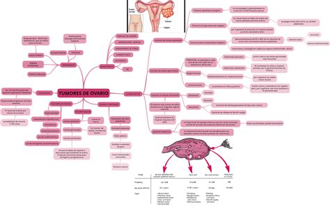 Tumores De Ovario En El Siguiente Mapa Se Pueden Analizar Los