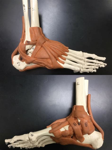 ANKLE JOINT Diagram Quizlet