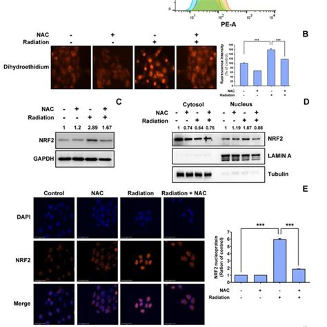 Effect Of N Acetyl Cysteine Nac On Radiation Induced Intracellular