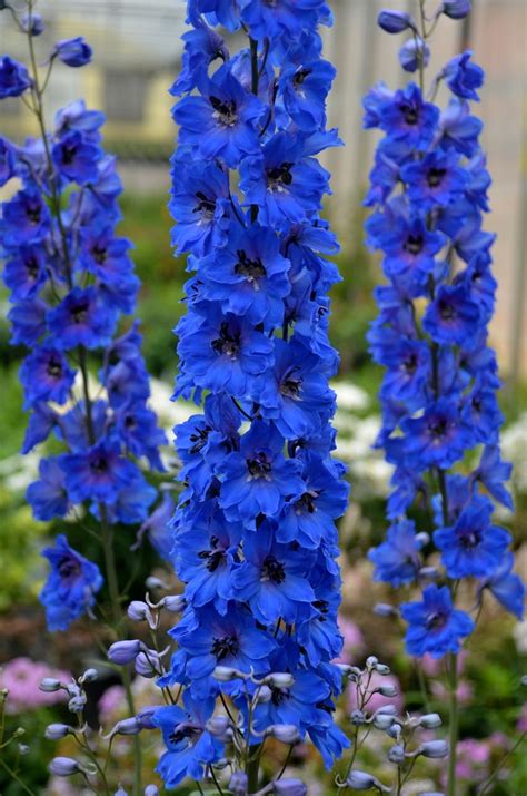 Delphinium Elatum Million Dollar Blue Larkspur Eberts Greenhouse