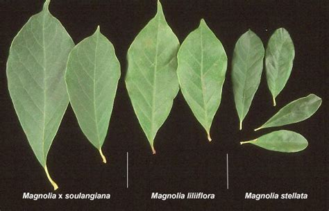 9 Types Of Magnolialeaves Comparison Gardening And Outdoor Pint