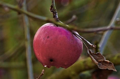 Apple Manzana Roja La Gran Foto Gratis En Pixabay Pixabay