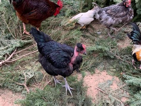 Naked Neck Chickens Aka Turkens Dual Purpose And Hardy