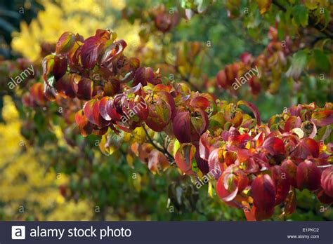 Cornus Kousa Chinensis Stock Photos And Cornus Kousa Chinensis Stock
