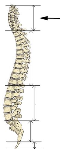 Spine Flashcards Quizlet