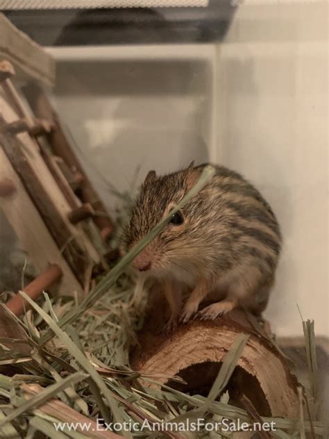 Zebra Mouse for Sale