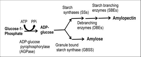 Figure 13 From Role And Regulation Of Starch Phosphorylase And Starch