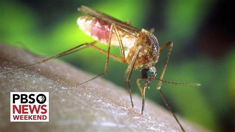 Why The Threat Of Mosquito Borne Diseases Is On The Rise Worldwide