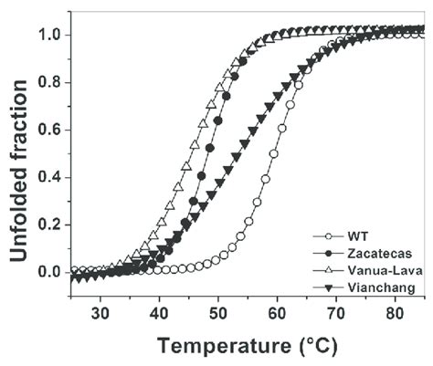 The Mutations Decrease The Thermal Stability Of Wt G6pd Enzyme The