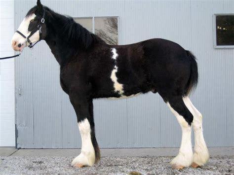 133 Best Images About Clydesdale On Pinterest Dalmatians Bud And
