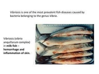 Vibriosis In Fish PPT