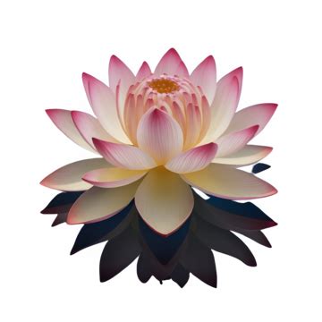 A Beautiful Pink Lotus Flower Against Dark Background Lotus Flwoer