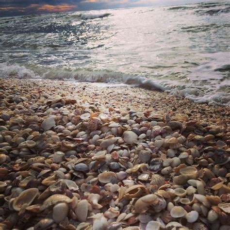 Sanibel Shells | Sanibel island, Captiva island, Sanibel shells