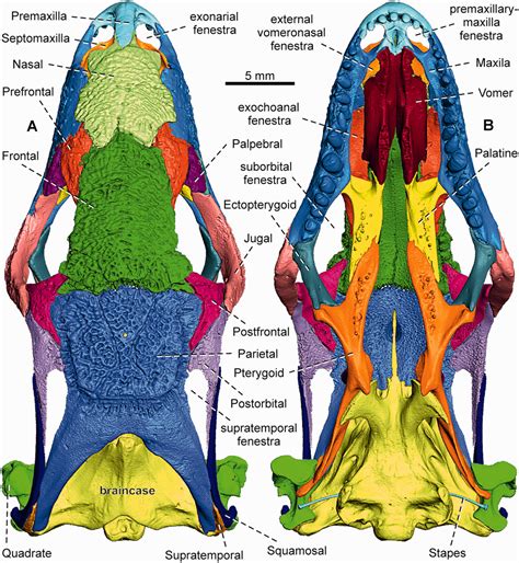 Skull Anatomy And Ontogeny Of Legless Lizard Pseudopus Apodus Pallas