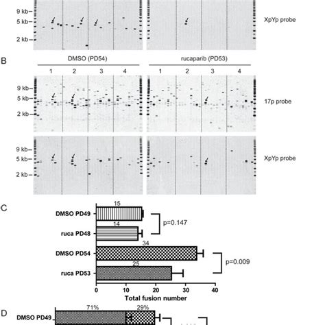 Parpi Increases Intra Chromosomal Telomere Fusion A B Xpyp17p