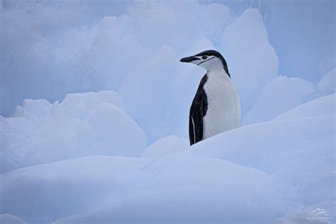 Reasons To Visit Antarctica Antarctica Photography Tours