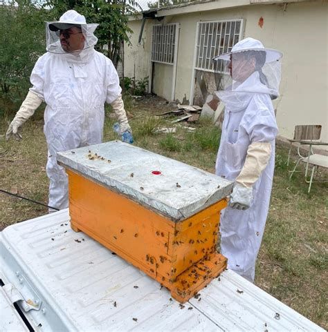 Reubican Guardianes Ecol Gicos A M S De Mil Abejas Noticias Chihuahua