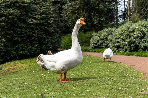 Ganso Dom Stico Africano Razas De Gansos Dom Sticos Del Rin De Gansos