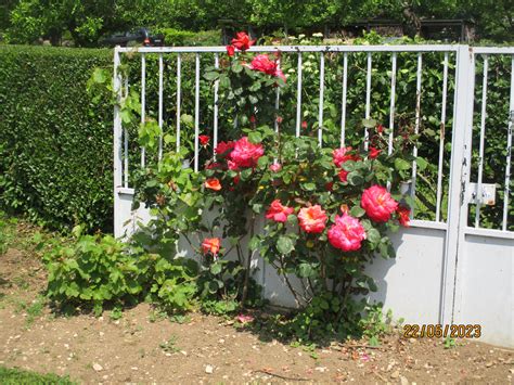 De Plus En Plus Beau Le Jardin De Cruik Les Fleurs Les L Gumes