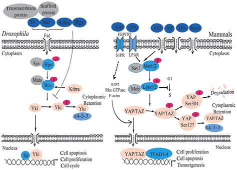 Core Components Of The Hippo Pathway Willin Is The Upstream Signaling