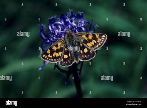 Skipper Butterfly Hesperiidae Skipper Butterfly Stock Photo Alamy