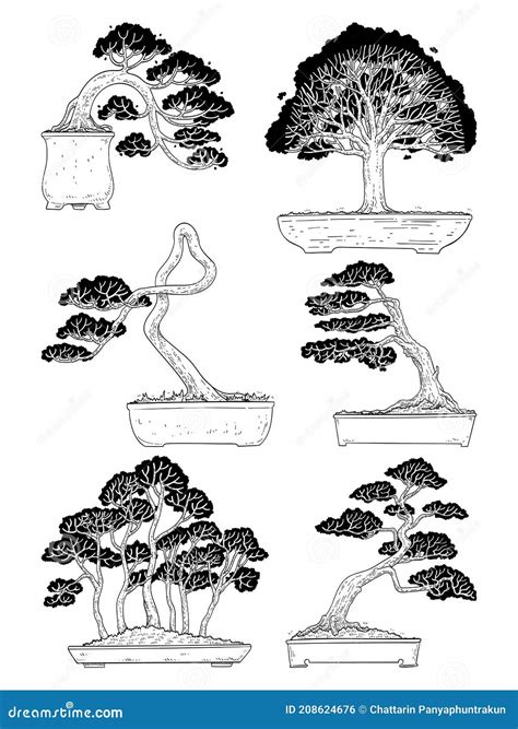 Top View Of Bonsai Plant In Pot Isolated On White Royalty Free Stock