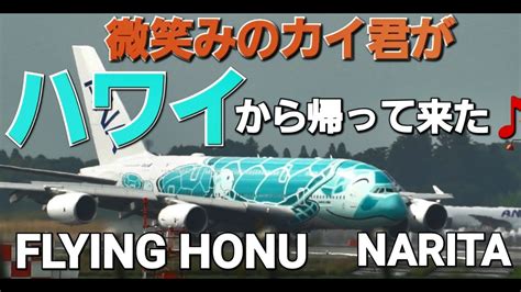 RJAA成田空港 超珍しい真夏の北風運用カイ君お帰りなさいハワイから カイ君が元気に帰ってきたFLYING HONU フライング