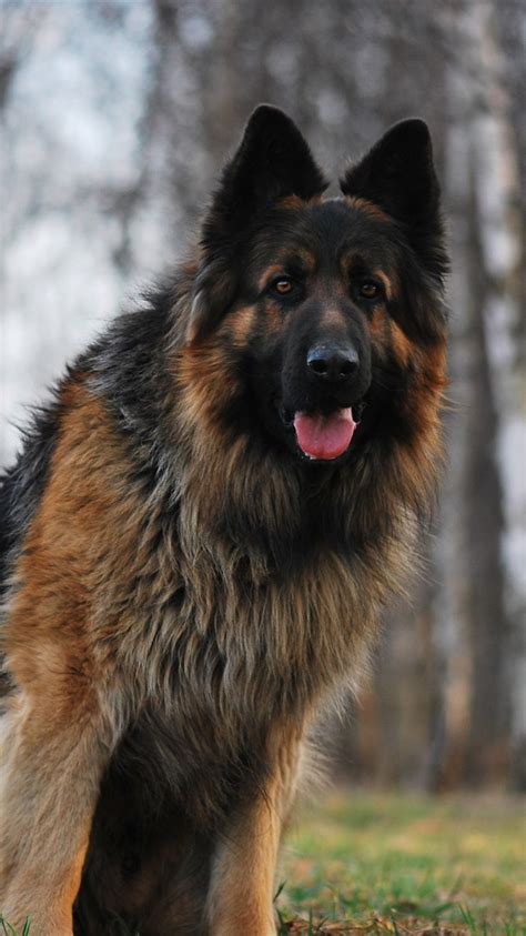 Wallpaper German shepherd, front view, look, hazy background 2560x1600 ...