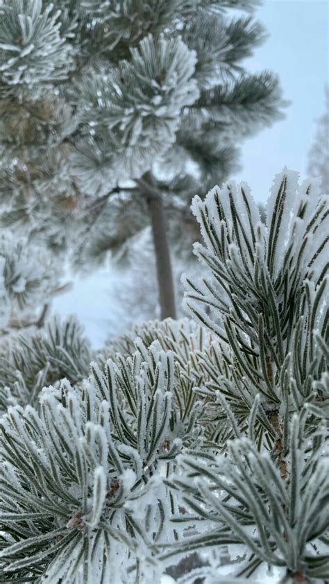 Заснеженная ель🌲 | Картинки снега, Зимние картинки, Зимние сцены