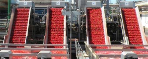 Tomato Processing Plant Manufacturers In Pune Tomato Plants