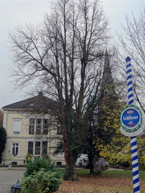 Ginkgo Im Garten Der Villa Au In Velbert Langenberg Nordrhein