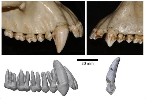 Los Colmillos Masculinos Han Reducido Su Tama O Con La Evoluci N