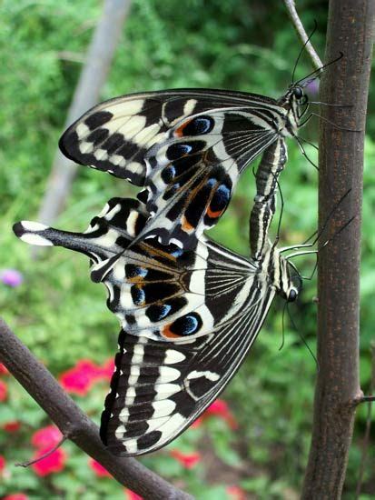 Papilio Ophidicephalus Emperor Swallowtail Species Group Menestheus