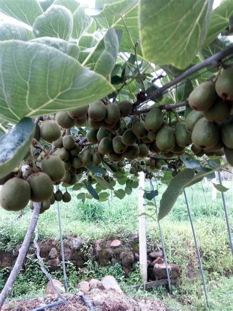 8萬元擁有22畝第四年紅心獼猴桃基地 每日頭條