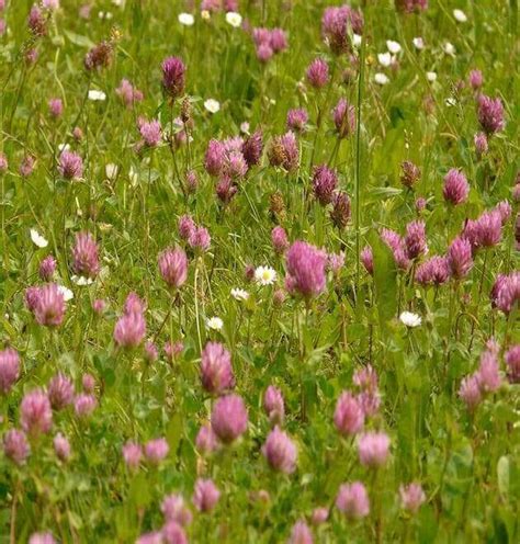 Red Clover Seed Mix Grass Buy Red Clover Seeds